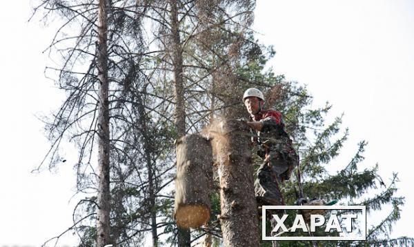 Фото Удаление сухих и аварийных деревьев альпинистами