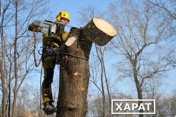 Фото Спилить дерево заказать услуги по спилу дерева.