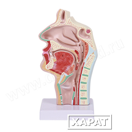 Фото Анатомическая модель носовая полость и полость рта в сагиттальном разрезе