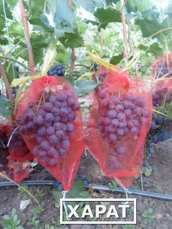 Фото Защитная сетка для гроздей винограда