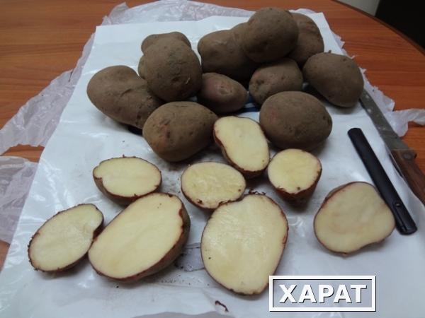 Фото Продаем картофель
