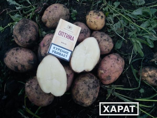 Фото Реализация картофеля,