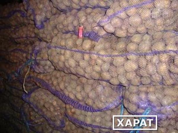 Фото Продам картофель