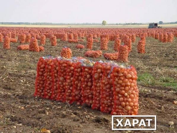 Фото Лук Морковь Капуста Картошка Свекла Редька Тыква; оптом отличного качества от 20 тонн и выше