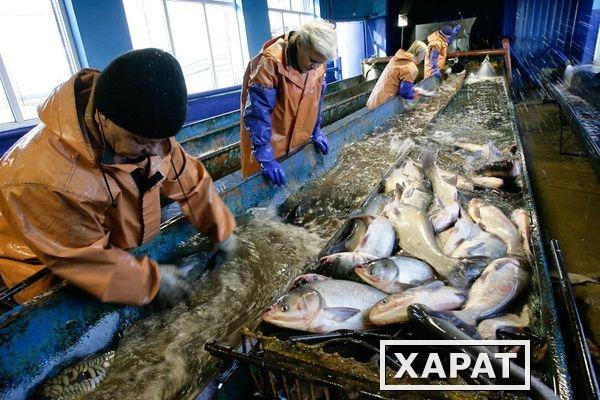Фото Завод по переработке рыбы