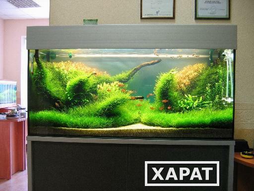 Фото Обслуживание аквариумов