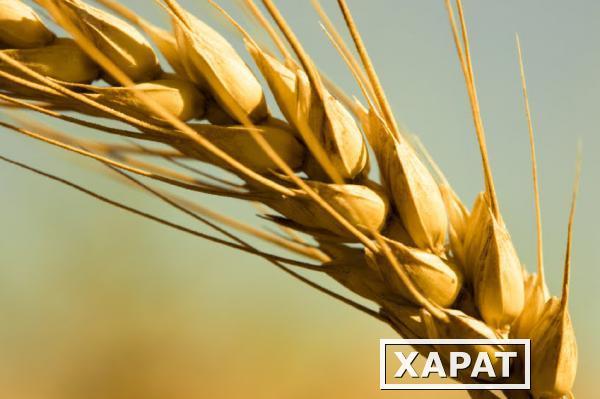Фото Семена пшеницы яровой "Алтайская 70" (элита)