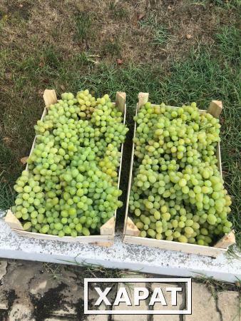 Фото Купить виноград оптом
