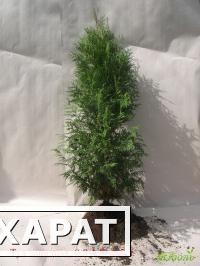 Фото Туя западная (Thuja occidentalis Smaragd)