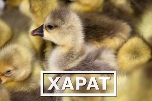 Фото Продаются гусята породы Крупная серая