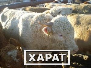 Фото Крупный рогатый скот (КРС) продажа. Продам КРС живым весом оптом