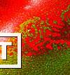 Фото Напольная жидкая плитка красно зеленого цвета