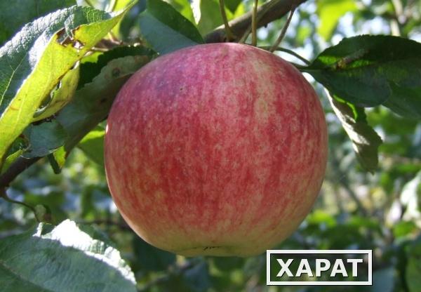 Фото Оптовая продажа яблок