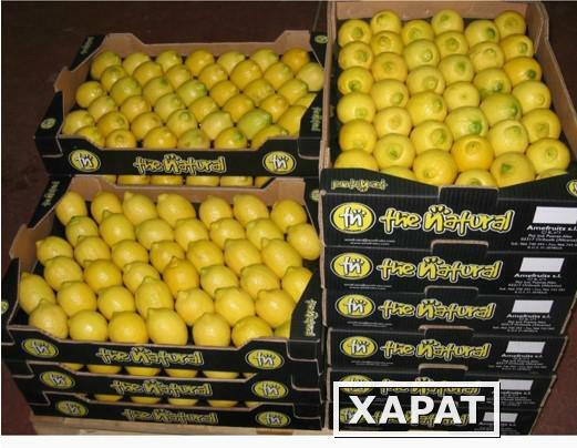 Фото Предлагаем приобрести оптом лимон высокого качества по цене от производителя