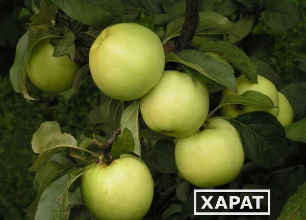 Фото Принимаем заявки на поставки зимних сортов яблок из ЮФО