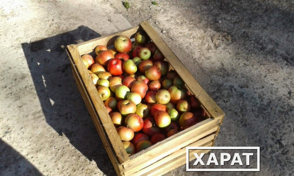 Фото Продаем яблоки оптом от 1т из собственного хозяйства