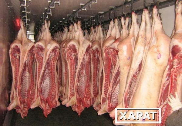 Фото Продаем оптом любая свинина и любое другое мясо из хранилищ по всей России