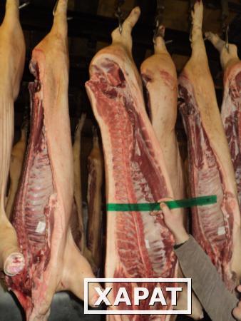 Фото Мясо-свинина в полутушах 1,2,3 категории оптом ГОСТ Р 53221-2008