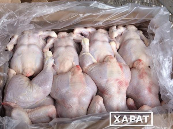 Фото Продаем оптом любая курица и любая другая птица из хранилищ по всей России