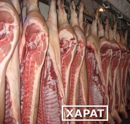 Фото Мясо свинины(бекон)