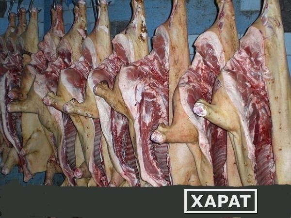 Фото Крупно-Оптовые поставки мяса по России