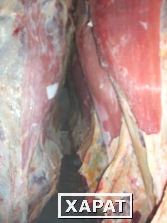 Фото Мясо оптом говядина быки п\т охлажденноеРФ 180 руб/кг с дост.