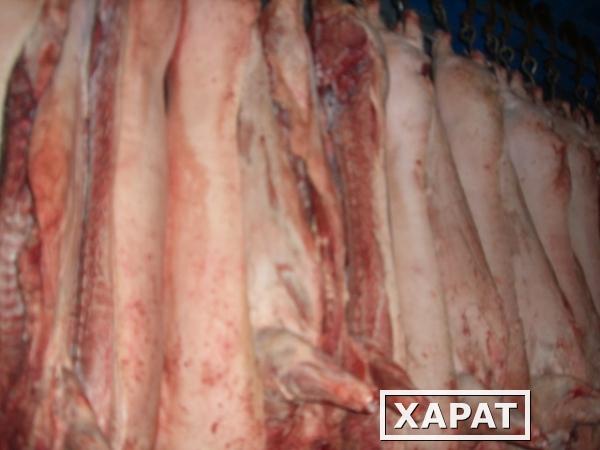 Фото Мясо оптом свинины РФ 195 руб/кг с дост.