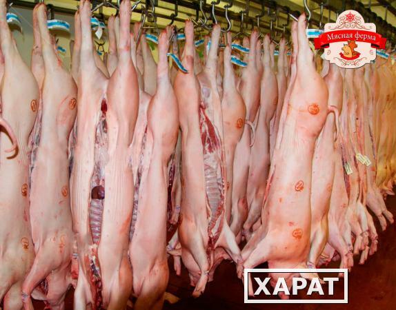 Фото Продам мясо Свинина