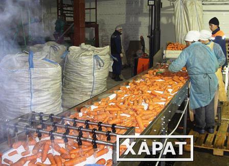 Фото Линия переработки моркови ( для производства и асептической фасовки морковного пюре)