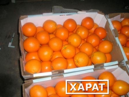 Фото Свежие апельсины "Навель" из Египта