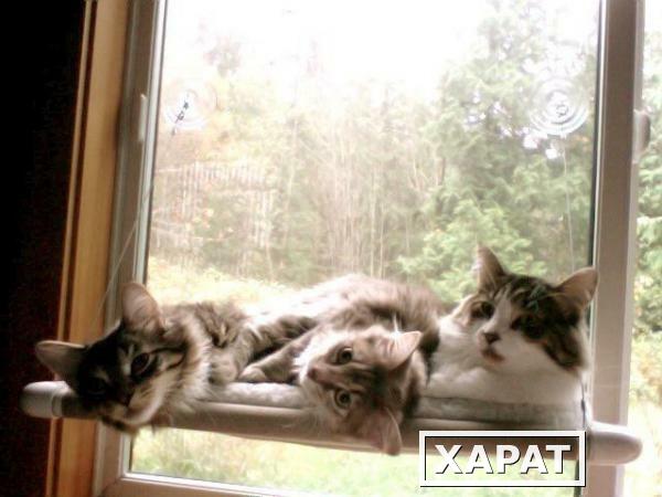 Фото Лежанка подвесная для кошек Sunny Seat Window Mounted Cat Bed