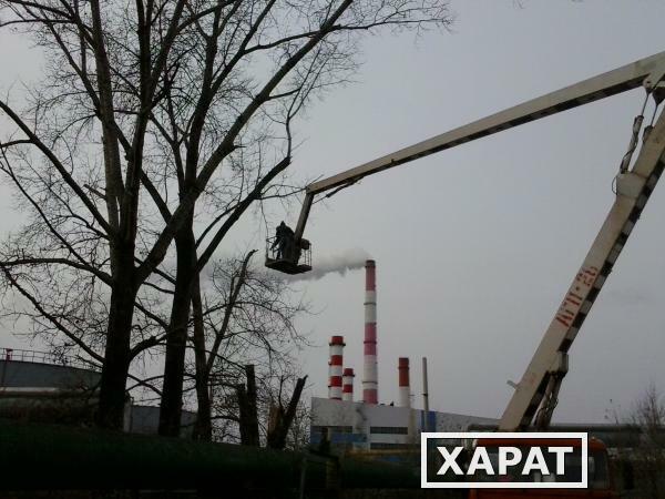 Фото Удаление деревьев