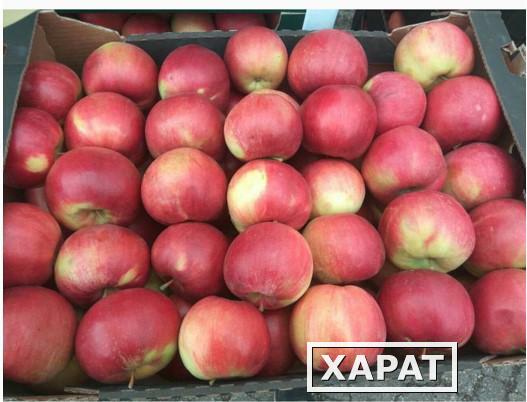 Фото Реализуем оптовую продажу яблок Кримсон с доставкой по России