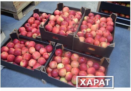 Фото Реализуем оптовую продажу яблок Гала от сельхозпроизводителя