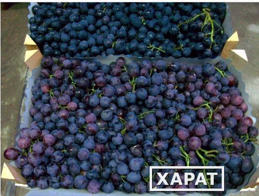 Фото Рекомендуем приобрести виноград разных сортов