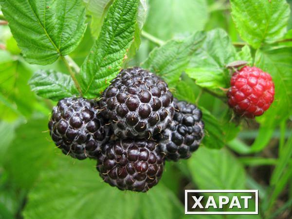 Фото Малина садовая черная Блэк Джевел (Rubus idaeus Black Jewel)