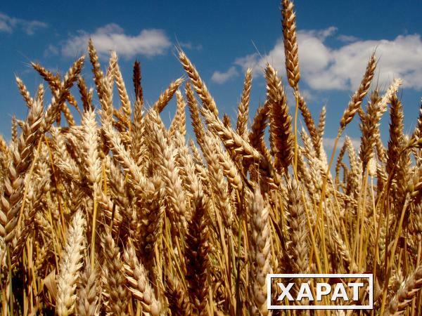 Фото Семена озимой пшеницы Алексеич