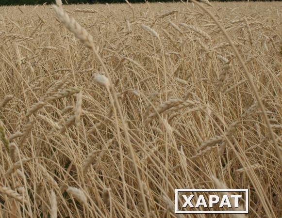 Фото Семена пшеницы яровой "Ирень" (ЭС