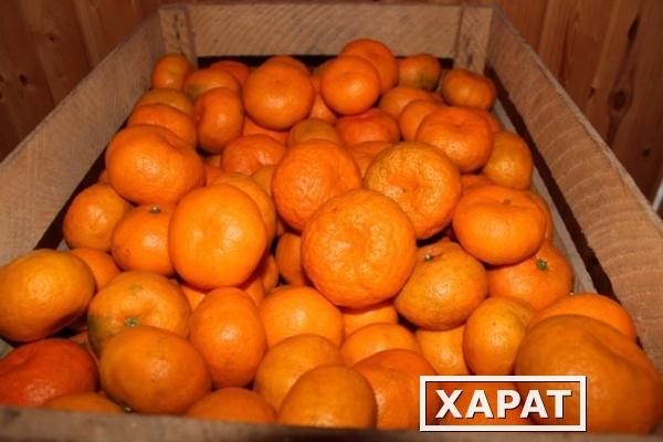Фото Абхазские мандарины оптом с доставкой по России
