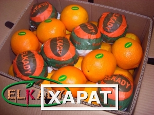 Фото Апельсин из Египта (Oranges from Egypt)
