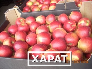 Фото Продам яблоки оптом производитель.