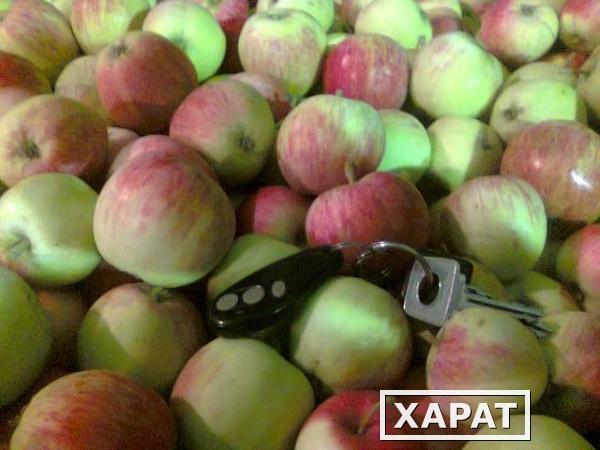 Фото Продаю российские яблоки оптом