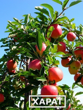 Фото Продаем яблоки из Молдавии