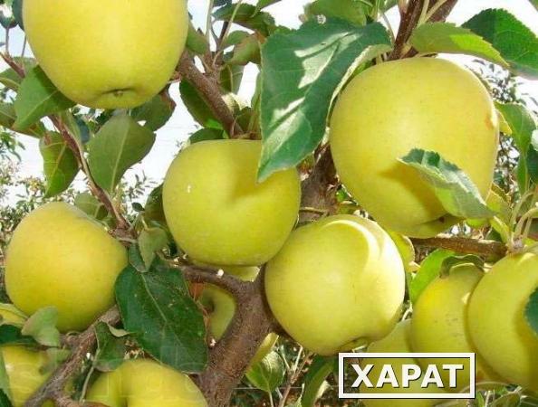 Фото Продажа яблок оптом по Казахстану и Алматы.