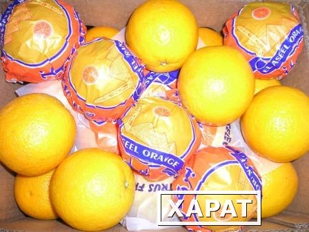 Фото Свежие апельсины "Валенсия" из Египта