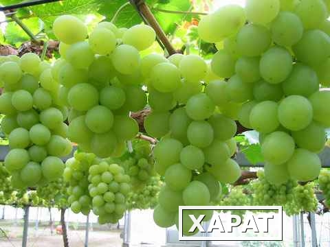 Фото Бескосточковый виноград "Еарли Свит" из Египта