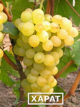 Фото Предлагаем купить виноград столовый "Аркадия" - продажа оптом от производителя - Ставропольский край.