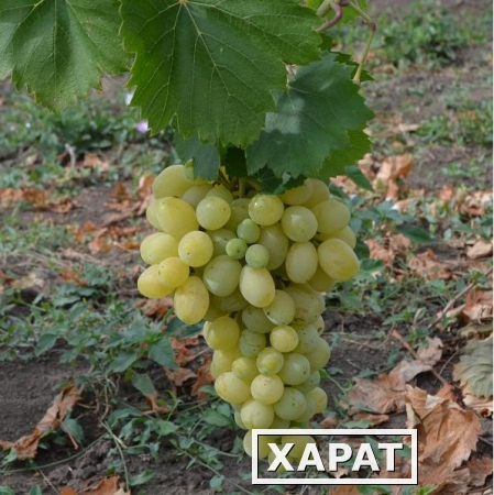 Фото Предлагаем купить виноград столовый "Восторг" - продажа оптом от производителя - Ставропольский край.