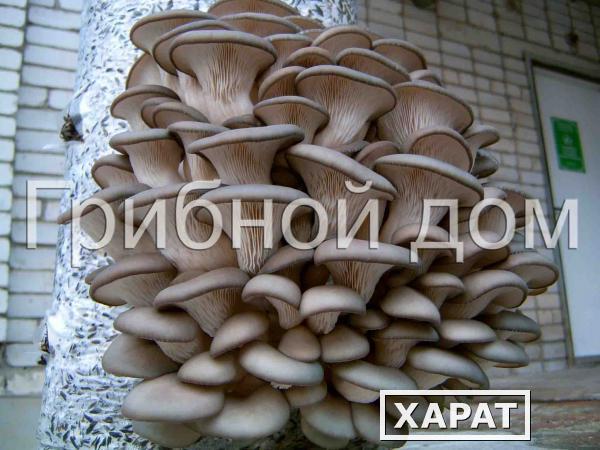 Фото Технология выращивания грибов вешенка. Обучение