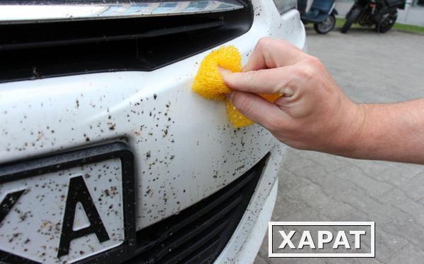 Фото Удаление следов насекомых с кузова автомобиля Класс I: Малолитражный